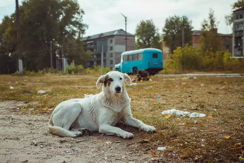 Naukowcy postanowili zbadać DNA psów mieszkających w pobliżu Czarnobyla