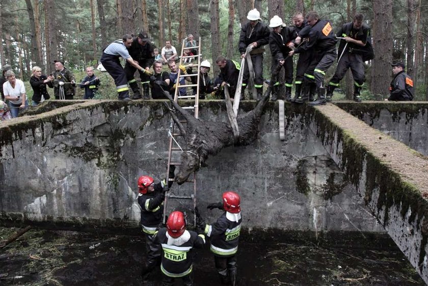 Łoś wpadł do bunkra. FOTO