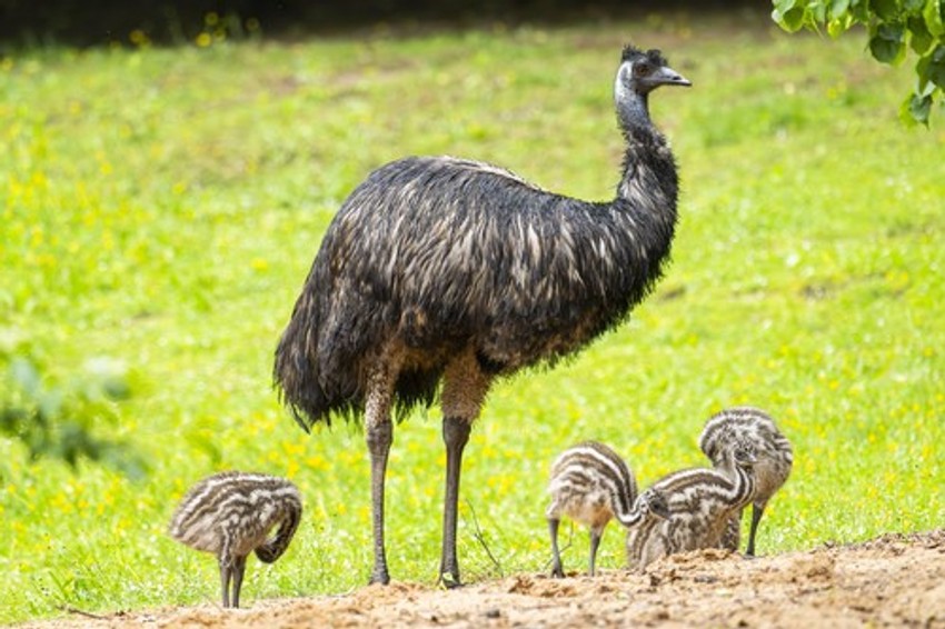 Emu