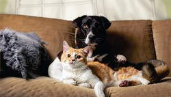 500 plus na psa i kota. Jakie warunki trzeba spełnić, żeby otrzymać 500 plus dla zwierząt?