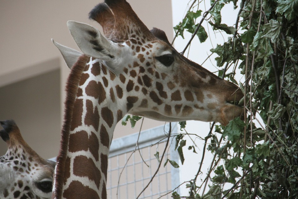 Malman, Denar i Malik - żyrafy z krakowskiego zoo