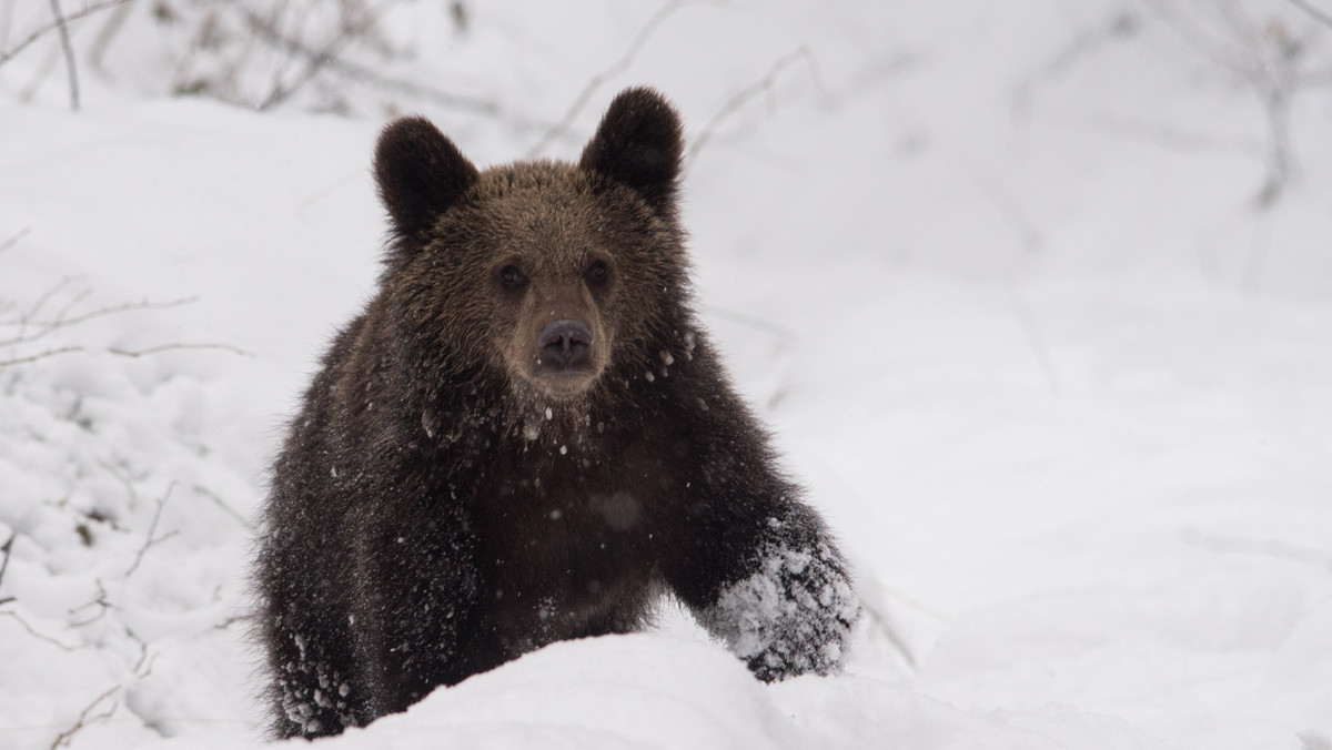 Tatry: rodzina niedźwiedzi z rejonu Doliny Gąsienicowej ma się dobrze