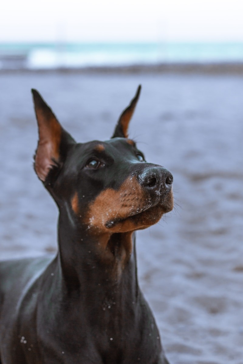 Doberman.