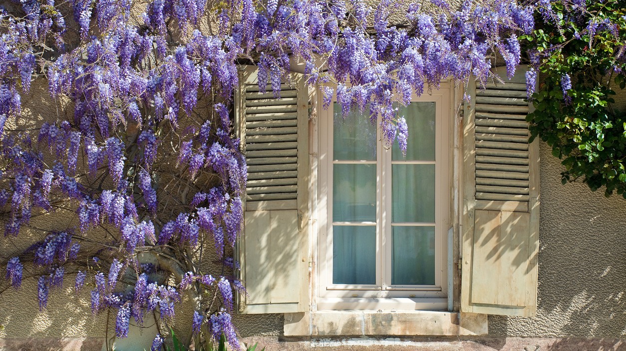 Vistéria dokáže premeniť obyčajnú pergolu alebo starý múr na romantické miesto plné vône a farieb.