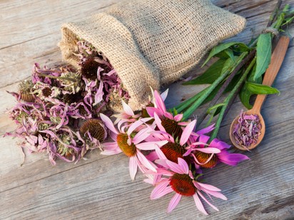 Így segíthet az echinacea a megfázásos időszakban