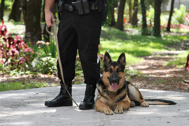 Policjant z psem tropiącym