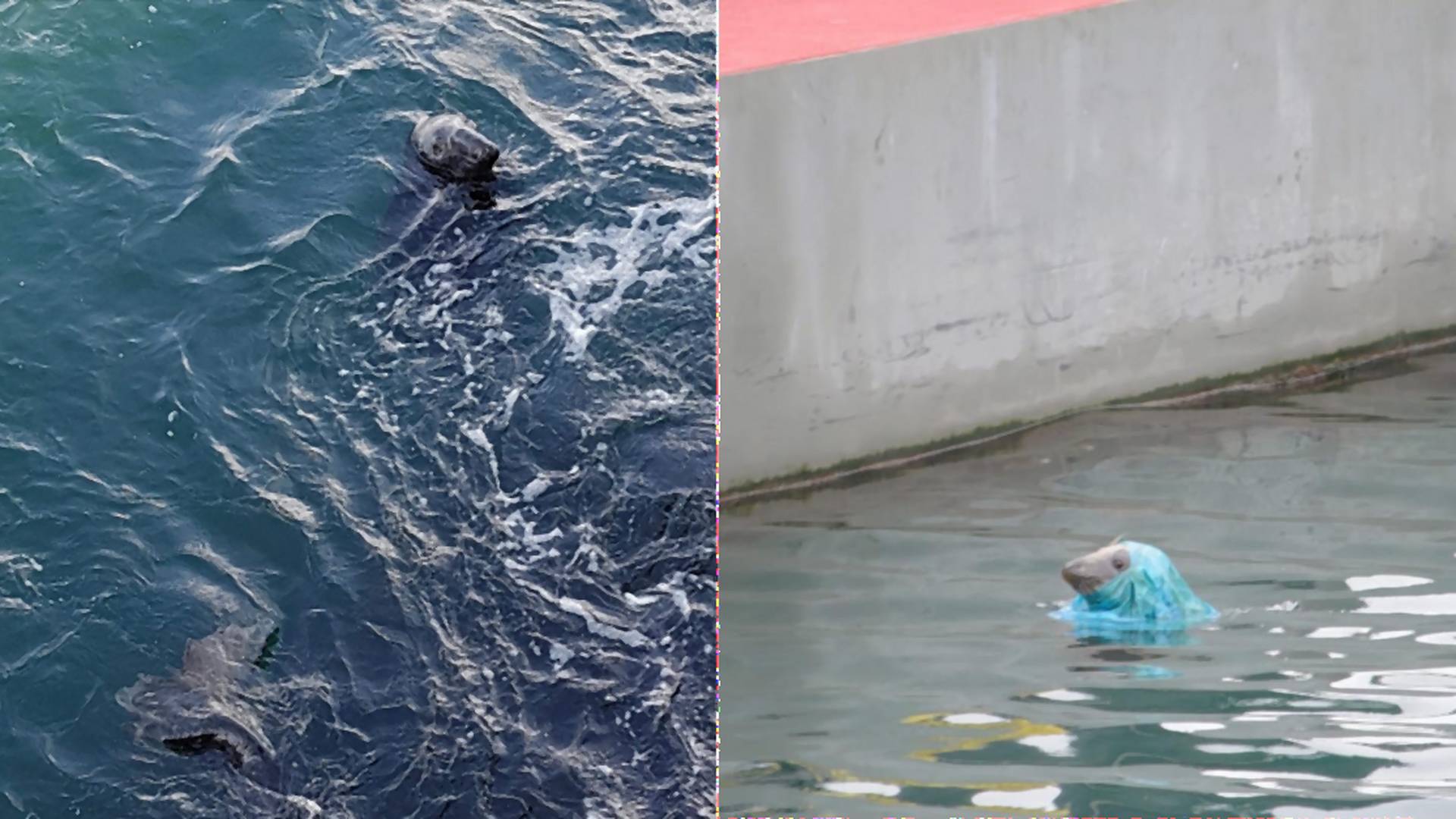 Smutný odraz ľudského správania: Tuleň zachytený do plastovej tašky bojoval o život