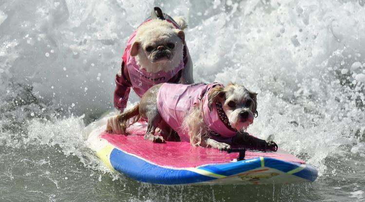Szörföző kutyák