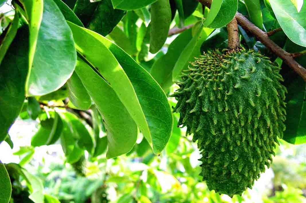 Soursop Leaves Surprising benefits to the health Pulse Nigeria