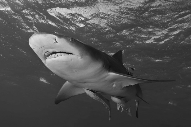 Panika w USA: Rekiny atakują