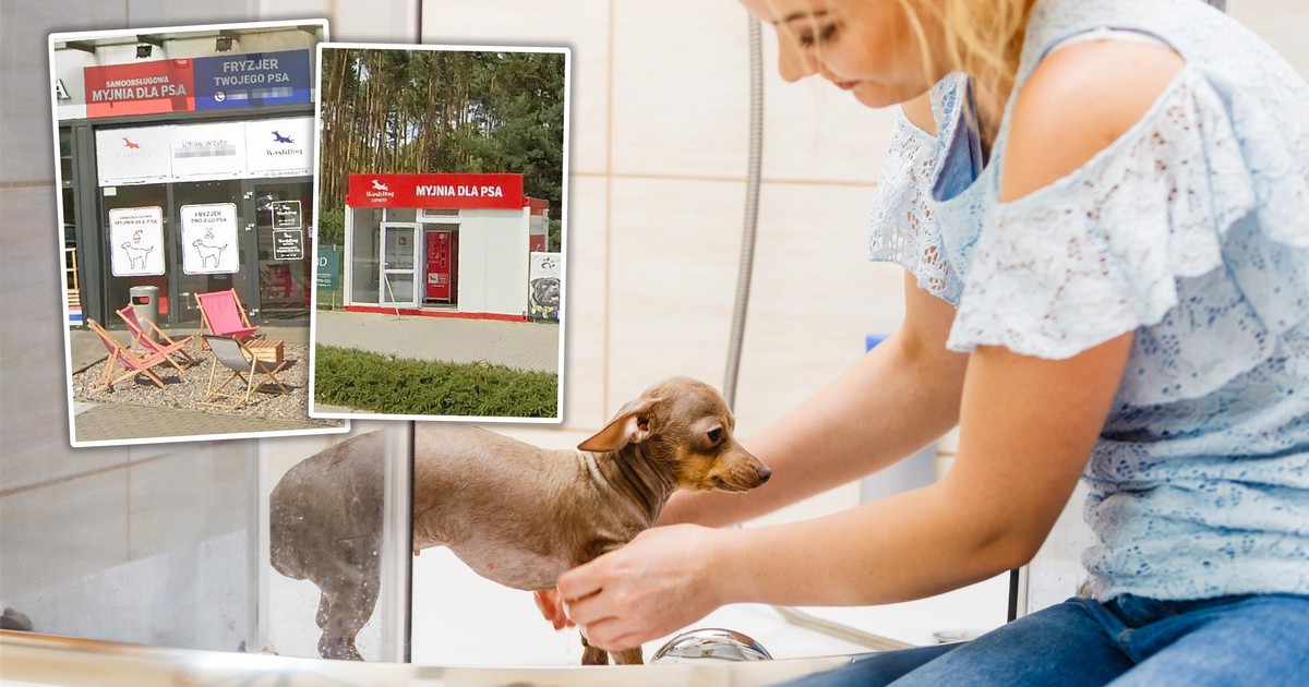 Polscy "psiarze" mówią: genialne! "Kąpiel psa za 20 zł zamiast 350"