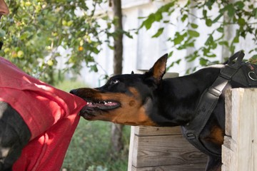 Ha gyermeket támad a kutya, gyakran az arc a célpontja! Harapott seb esetén ezeket tartsa be
