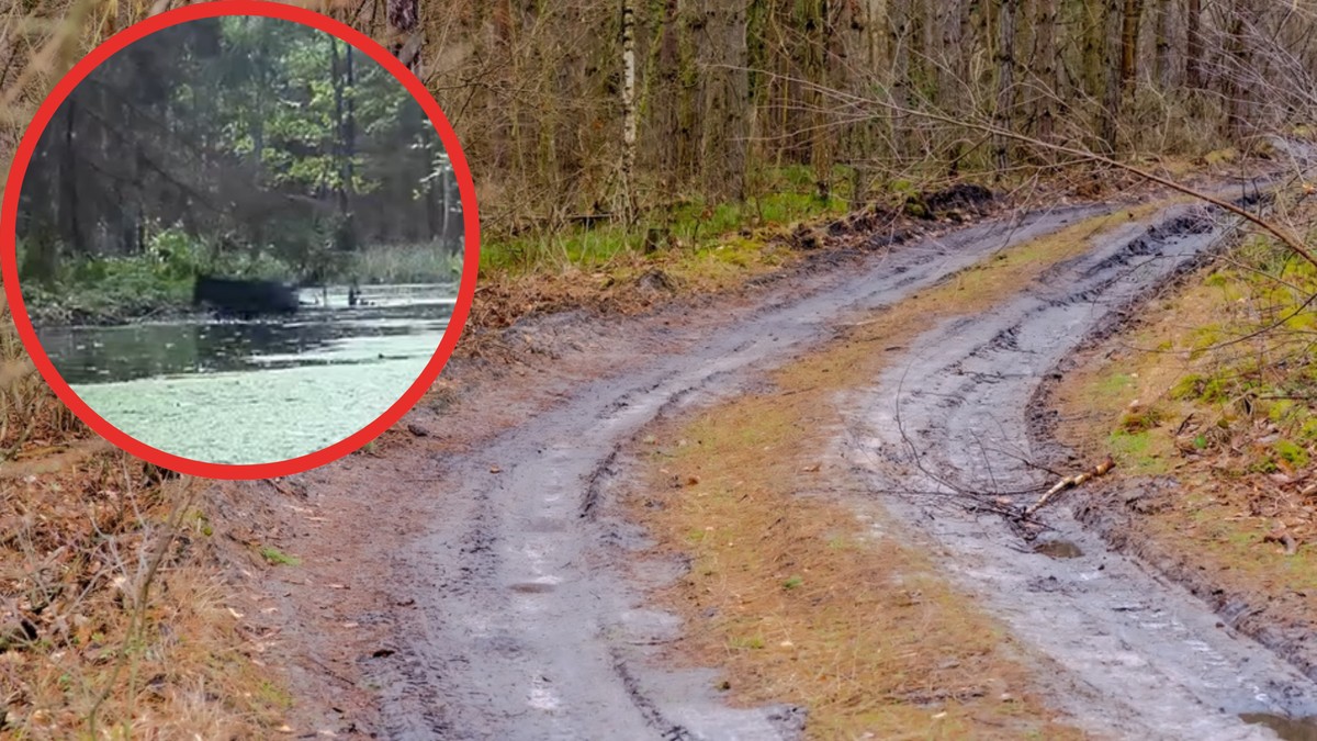 Pokazali, co odkryli w polskim lesie. Niecodzienny widok opisały amerykańskie media