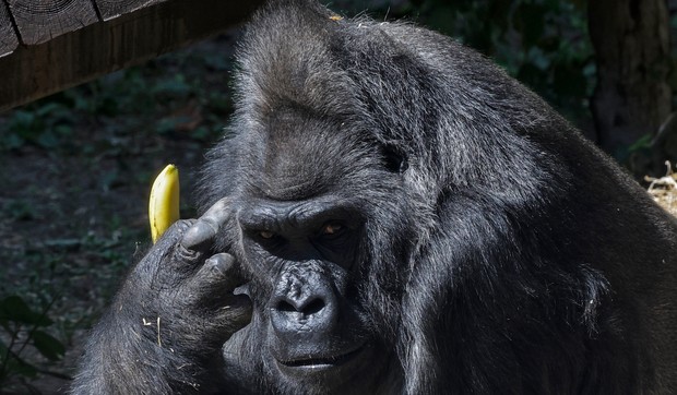 Toni, najstarija gorila u Ukrajini