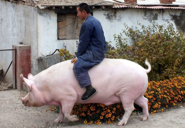 Farmer Zhang Xianping rides his pig Big Precious during an interview with the media, in Zhangjiako