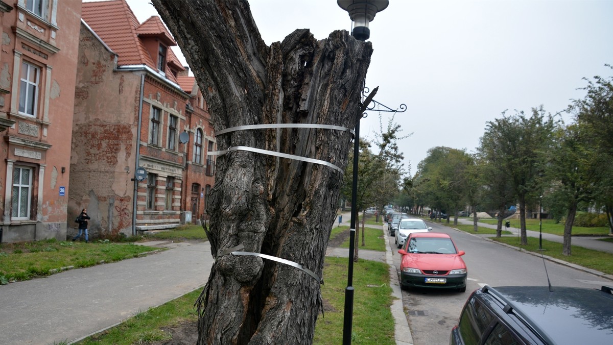 Za kilka dni ruszy wycinka 43 drzew przy ulicy Solankowej w Inowrocławiu. Ich miejsca od razu zajmą nowe, ponieważ miastu bardzo zależy na zachowaniu charakteru tej okolicy.