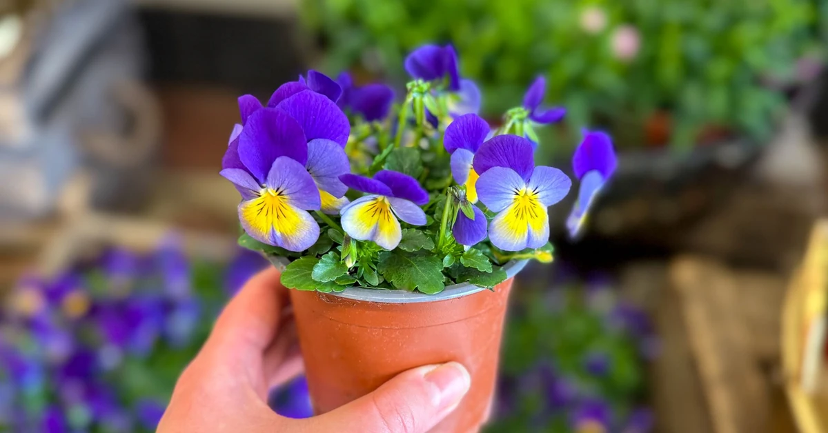 Koniec roślin doniczkowych? To będzie zakazane w Polsce. UE szykuje ograniczenia