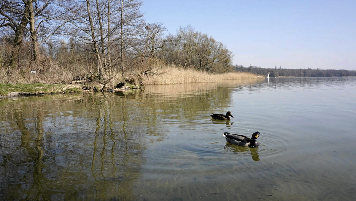 "Cyklostop", czyli stanica z zadaszonym przystankiem nad jeziorem Kierskim będzie kolejną inwestycją w ramach projektu "Plażojada". Dotychczas, udało się już zrewitalizować plaże i nabrzeża trzech poznańskich jezior: Kierskiego, Strzeszyńskiego i Rusałki.