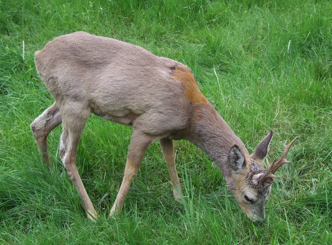 W Puszczy Białowieskiej rozpoznano dotąd 12 tysięcy gatunków zwierząt© www.tydecydujesz.org