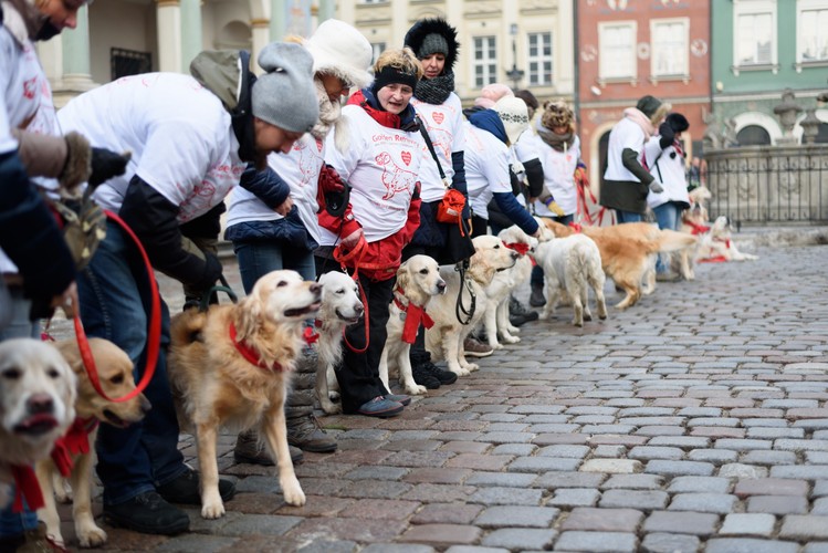 <b>10 stycznia – Finał Wielkiej Orkiestry Świątecznej Pomocy już po raz 24.</b>
<br>
<br>
Właściciele psów rasy golden retriever kwestowali ze swoimi czworonogami na Starym Rynku w Poznaniu, na rzecz Wielkiej Orkiestry Świątecznej Pomocy