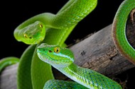 Trimeresurus macrops – to jedne z najgroźniejszych gatunków węży. 