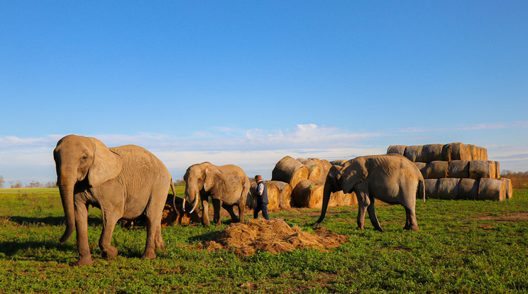 Nem Afrikában, hanem Magyarországon, a Kisalföldön élnek ezek a elefántok, Kimba parkban / Fotó: Blikk