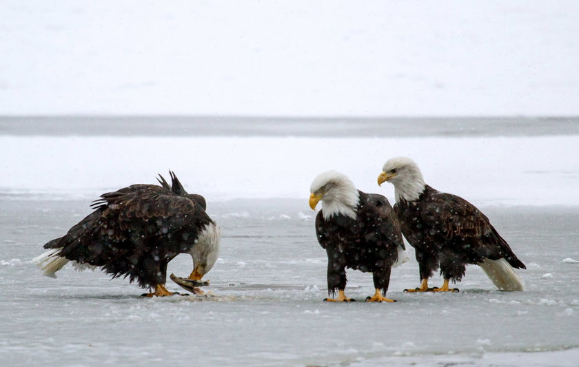 Lód na jeziorze Kurylskim odciął orły od źródła pożywienia