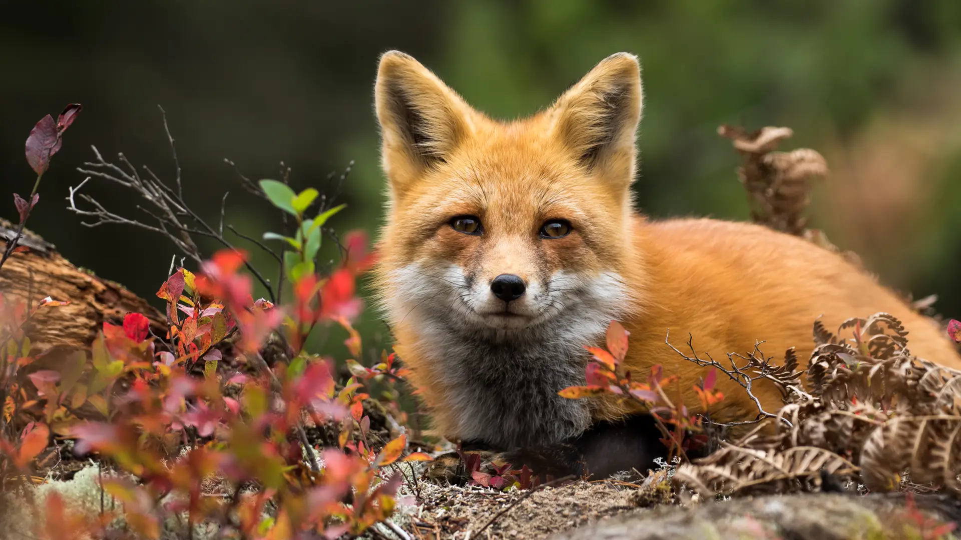 Oni powiedzieli „NIE” naturalnym futrom - domy mody, sieciówki i kraje wolne od okrucieństwa