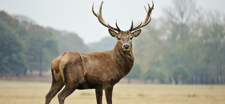 Białowieski Park Narodowy zaprasza turystów na rykowisko