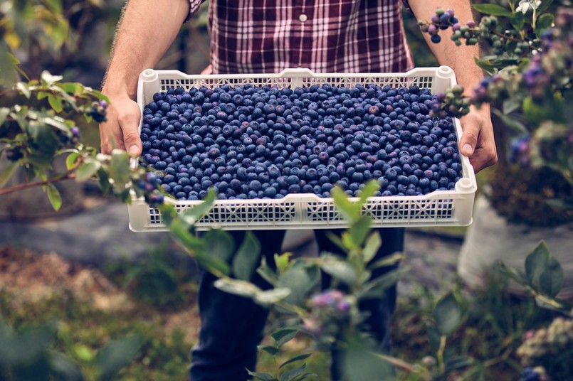 borówka amerykańska, zbiory borówki amerykańskiej