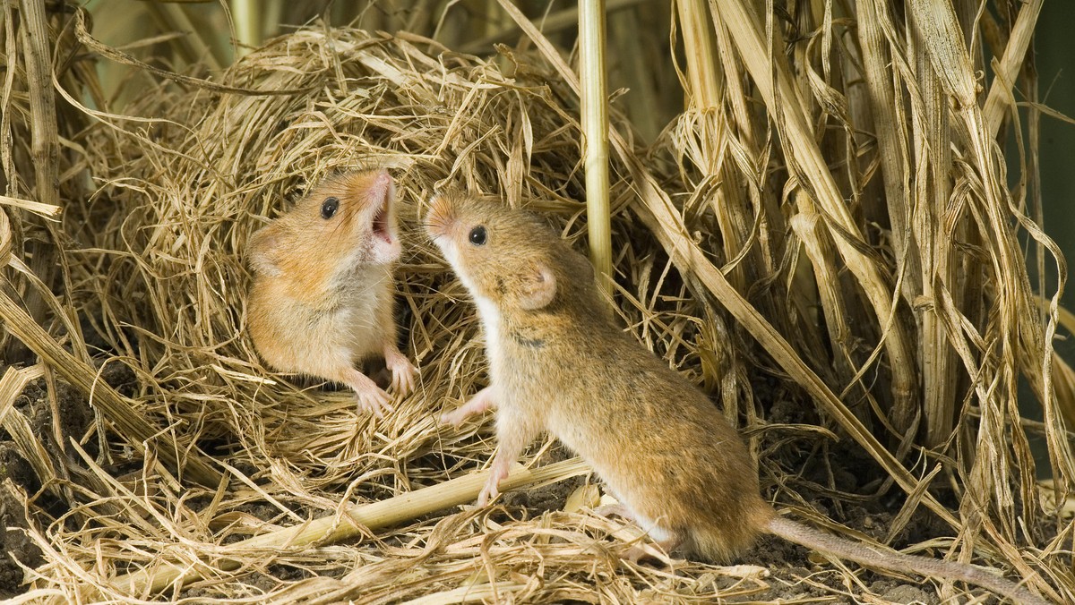 HARVEST MOUSE (OLD WORLD)