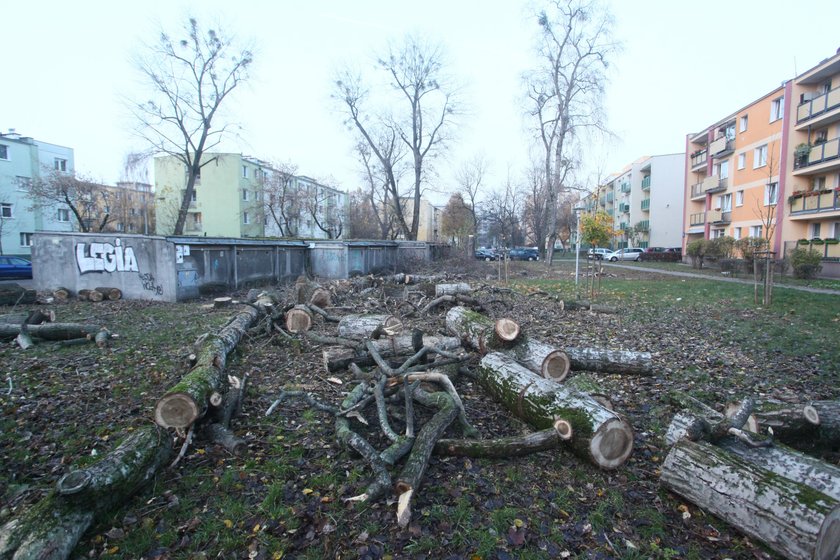 Wyrąbali pół Młynowa