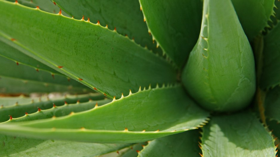 Aloes ma właściwości lecznicze - alsampang/pixabay.com