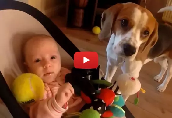 Pies przeprasza niemowlaka za kradzież zabawki. To najsłodszy filmik, jaki dziś obejrzycie