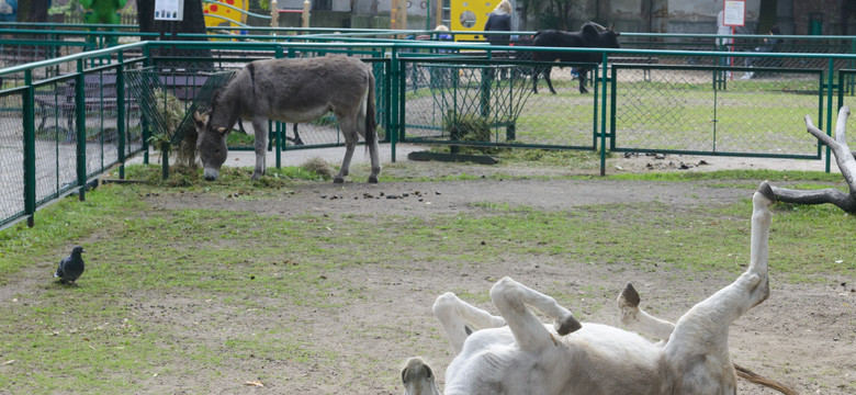 Poznańskie osły stały się sławne. Pisze o nich zagraniczna prasa
