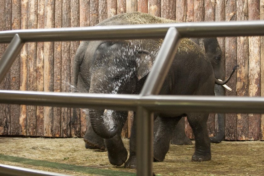 Przywitanie słoni w chorzowskim zoo