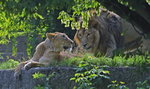 To Loki i Shiva z ZOO w Łodzi. Będzie rodzina lwów azjatyckich? Jest nadzieja, bo samiec kruszy lody...  
