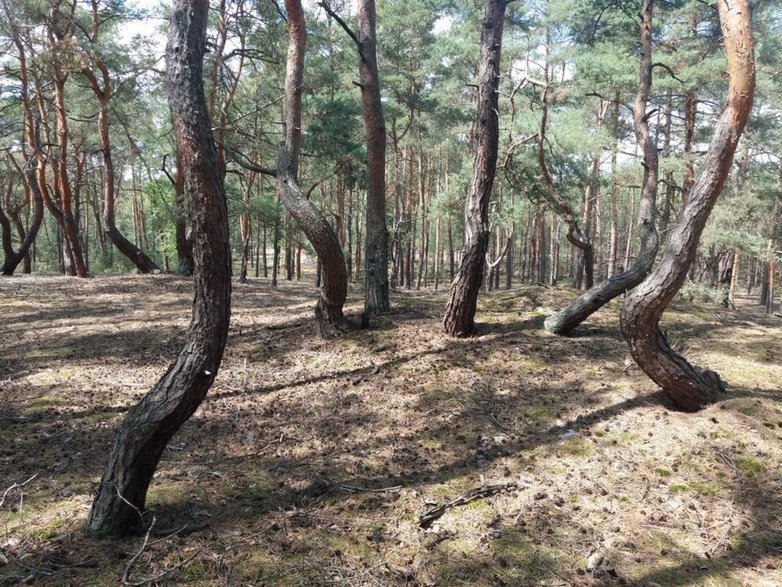 Tańczące sosny