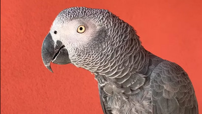 Feladta magát a beszélő papagáj: óvodai előadásról szökött ki az ablakon Ernő