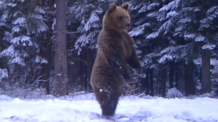 Leśnicy z Baligrodu nagrali niedźwiedzia. Film hitem internetu