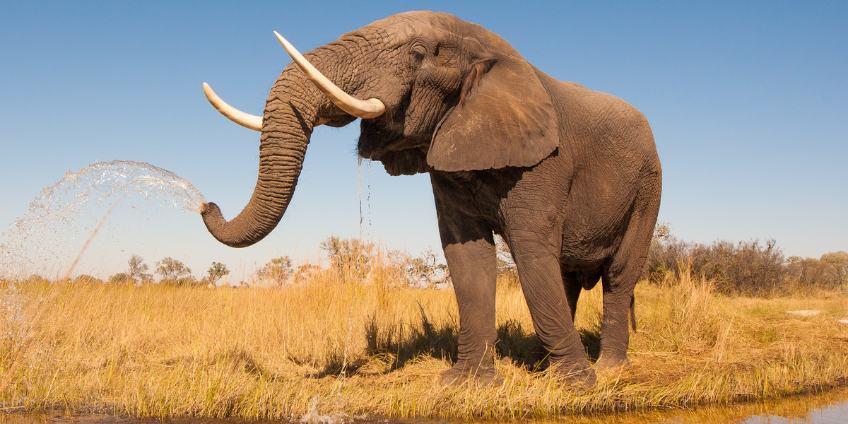Handel kością słoniową jest zakazany