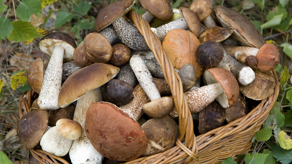 Ok. 250 gatunków grzybów występujących w Puszczy Białowieskiej zobaczyć można na wystawie, otwartej dziś w południe w Białowieży (Podlaskie), To unikatowa ekspozycja żywych okazów zebranych w puszczy; z powodu ich nietrwałości, czynna będzie tylko dwa dni.
