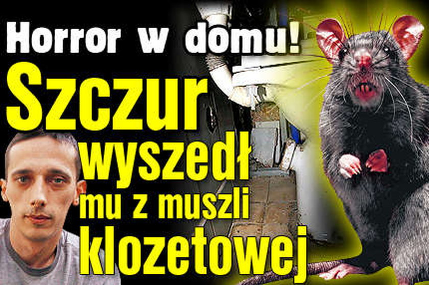 Horror w domu! Szczur wyszedł mu z sedesu