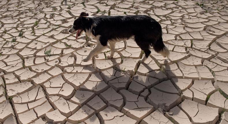 A dog walks on a cracked riverbed due to the drought in July 2023.JORGE GUERRERO/AFP via Getty Images