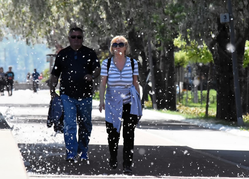 Ambrozija je jedan od najjačih prirodnih alergena 
