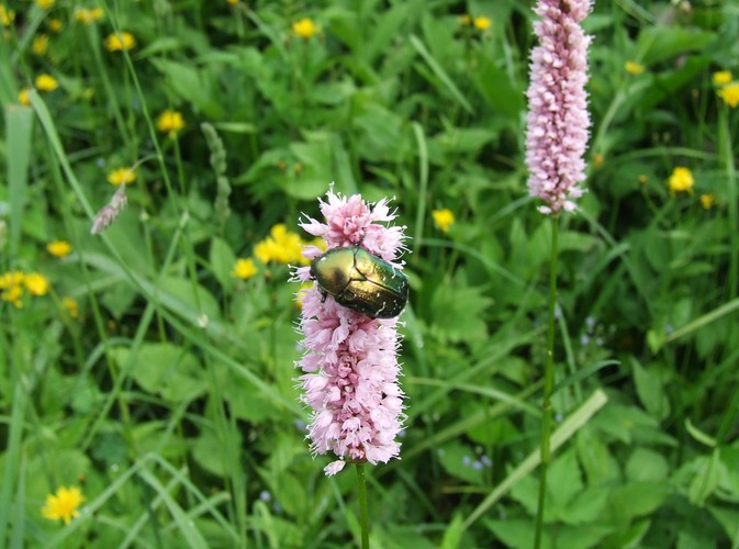W Puszczy Białowieskiej rozpoznano dotąd 12 tysięcy gatunków zwierząt© www.tydecydujesz.org