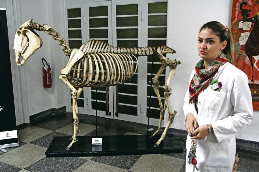 Konj slavnog srpskog vojvode iz Prvog svetskog rata na Veterinarskom fakultetu