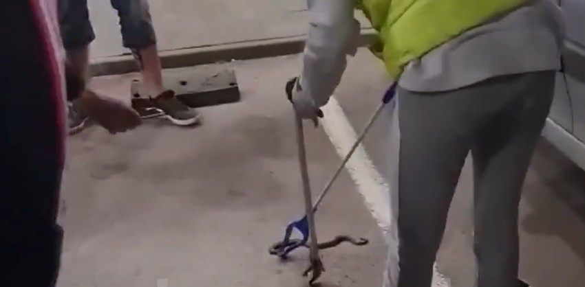 Poskok na ulicam prestonice