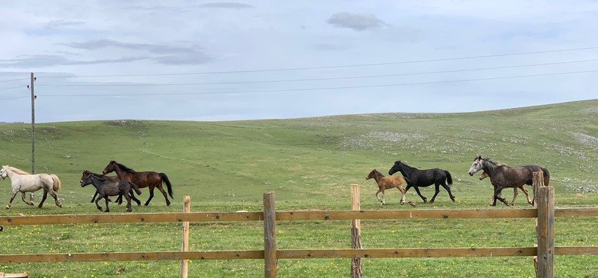 Ponovo oživljava Pešterska visoravan