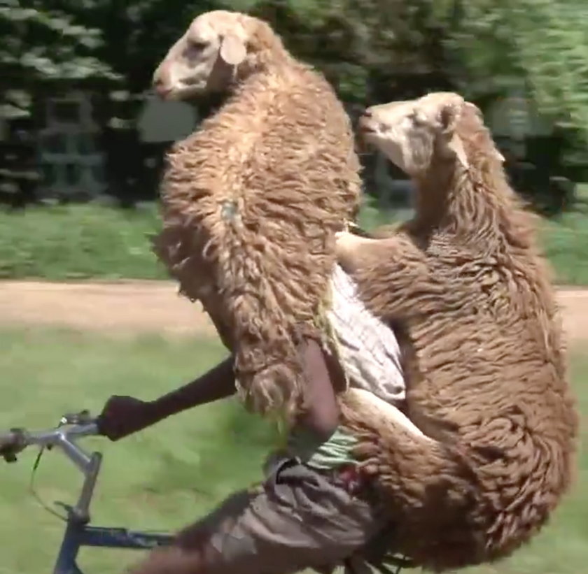 Dwie owce na rowerze
